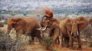 Tsavo East & Tsavo West Safari 3 Days Tsavo East and Tsavo West Safari