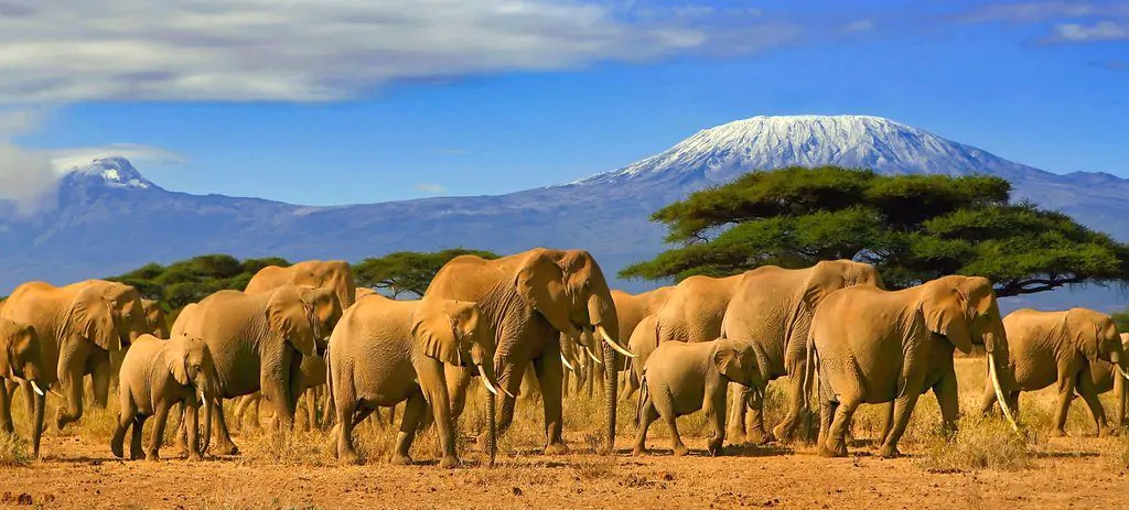 9 Days Kenya Safari Tsavo East, Tsavo West, Amboseli, Lake Naivasha & Nakuru, Masai Mara​
