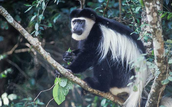 9 Days Samburu, Ol Pejeta, Aberdares, Lake Nakuru, Lake Bogoria, Lake Naivasha & Masai Mara