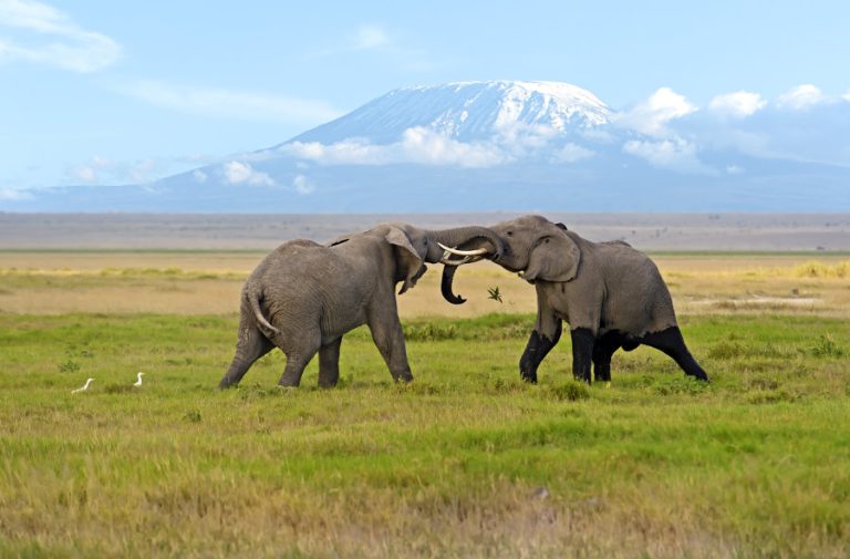 Kenya safari tours and adventures