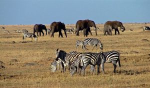 Best 4 Days Masai Mara Tours and Safaris, Lake Nakuru & Lake Naivasha Safari