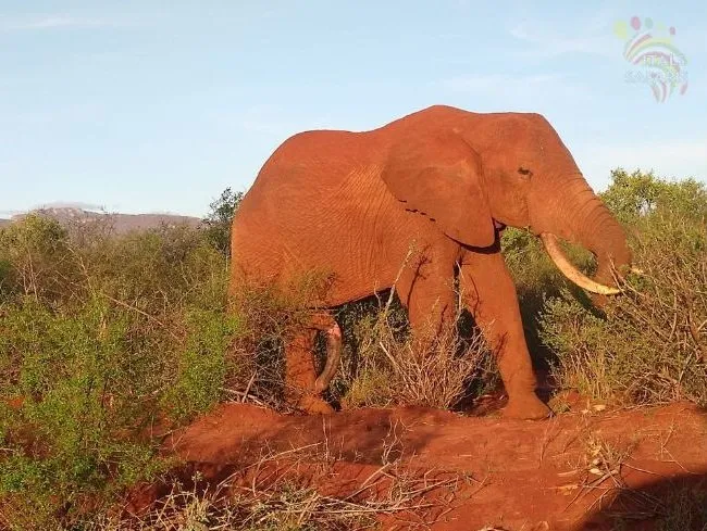 4 Days Tsavo East and Tsavo West & Amboseli Safari