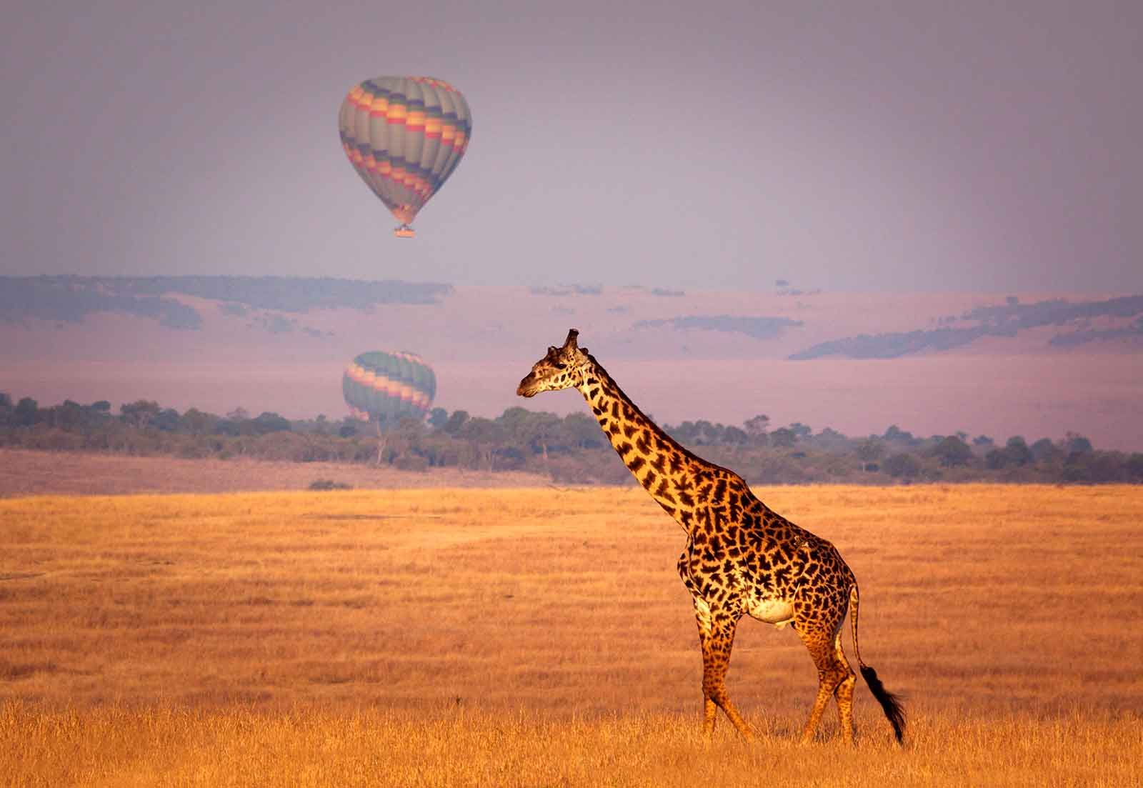 Kenya safari tours and adventures with Gordtrip Voyage Travellers