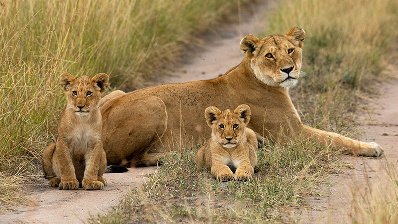 Kenya Wildlife Tour: Masai Mara, Lake Naivasha & Amboseli
