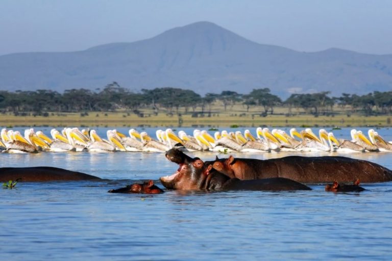 Kenya safari tours and adventures