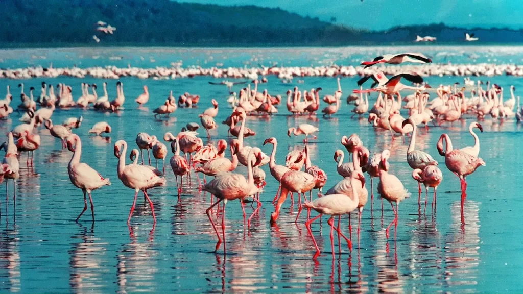 Lake Nakuru National Park Kenya safari destination