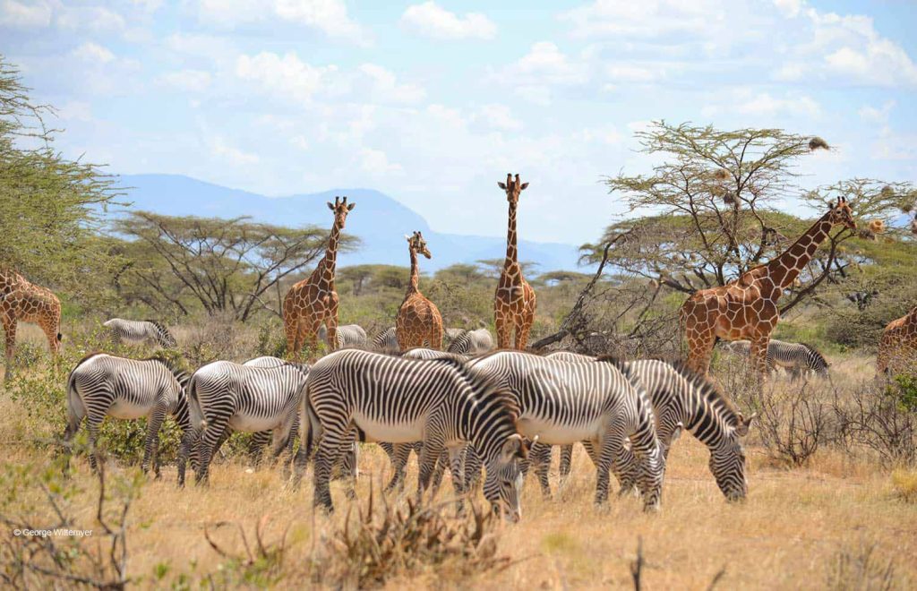 Samburu National Reserve Kenya safari destination