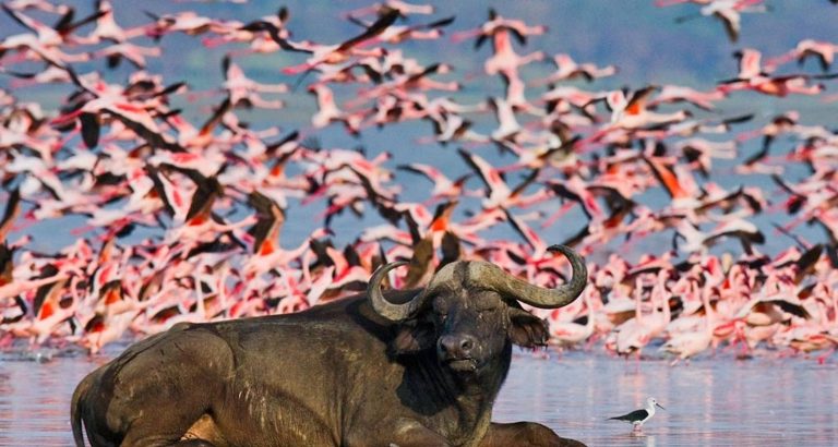 Lake Nakuru and Lake Naivasha Combined Safari