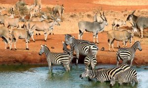 Kenya Safari Covering Samburu to Tsavo West