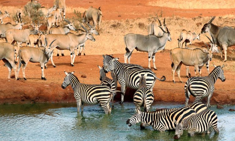 Kenya Safari Covering Samburu to Tsavo West