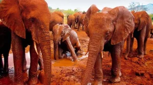 Affordable Tsavo East and West Safaris
