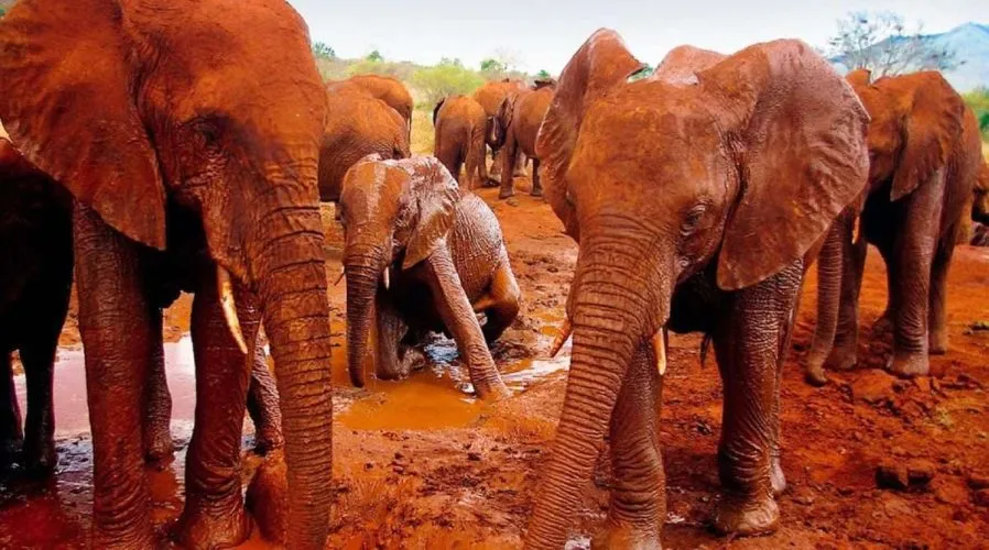 Affordable Tsavo East and West Safaris
