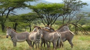 Samburu Reteti Elephant Sanctuary and Ol Pejeta Safari