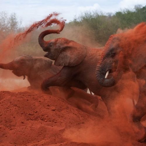 2 Day Tsavo East Safari From Mombasa