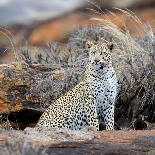 2 day Tsavo East wildlife safari from Mombasa