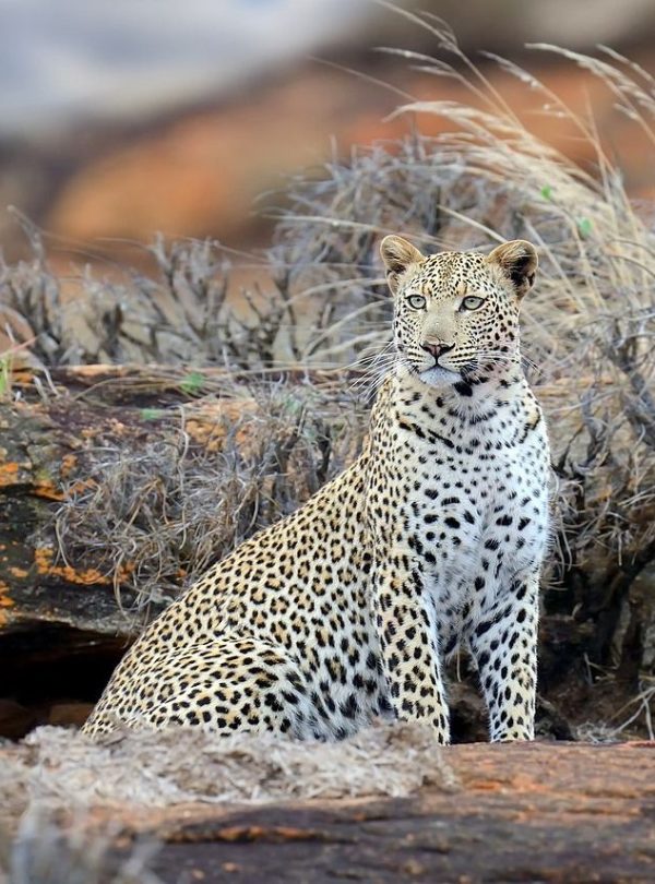 2 day Tsavo East wildlife safari from Mombasa
