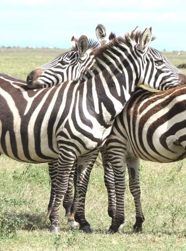 3 Day Amboseli and Tsavo East Safari From Diani Beach