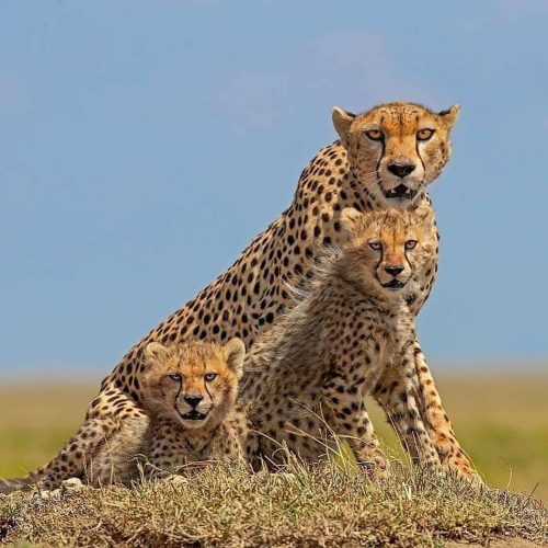 3 Day Amboseli and Tsavo East Safari From Mombasa
