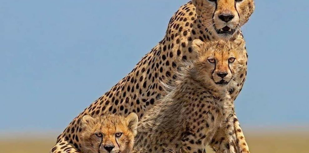 3 Day Amboseli and Tsavo East Safari From Mombasa