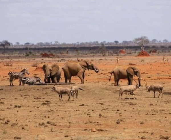 3 Day Amboseli and Tsavo West Safari From Mombasa