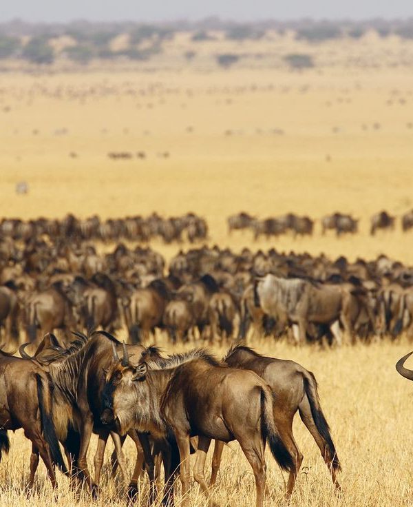 3 Day Masai Mara Wildebeest Migration Safari From Nairobi