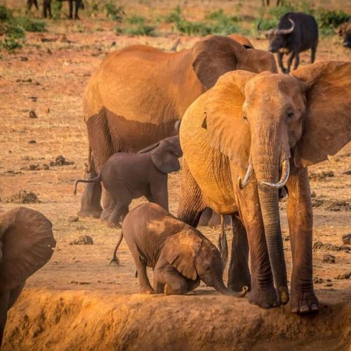 3 Day Tsavo East and Taita Hills Safari From Diani Beach
