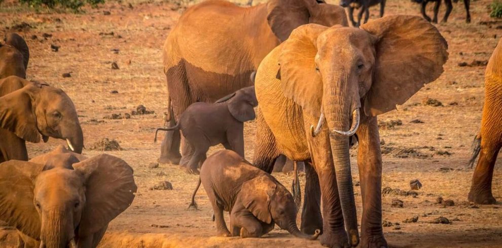 3 Day Tsavo East and Taita Hills Safari From Diani Beach