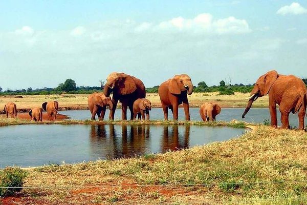 3 Day Tsavo East and Tsavo West Safari From Mombasa