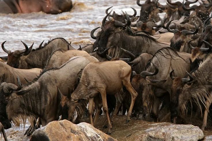 3 day Kenya great migration safari to Masai Mara