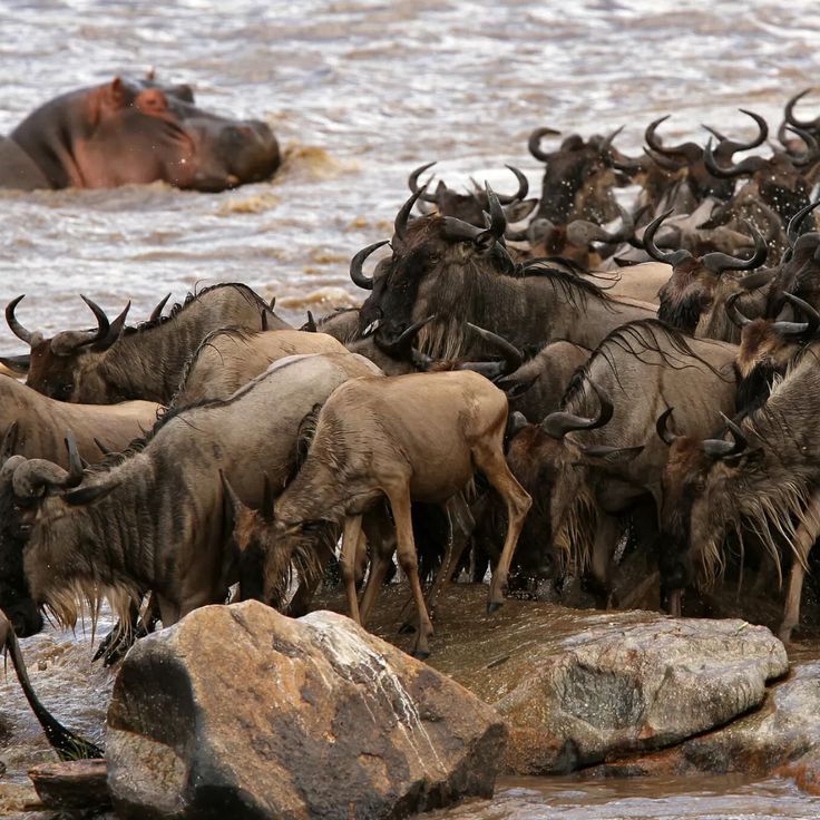 Wildebeest Migration Safaris with Gordtrip Voyage Travellers