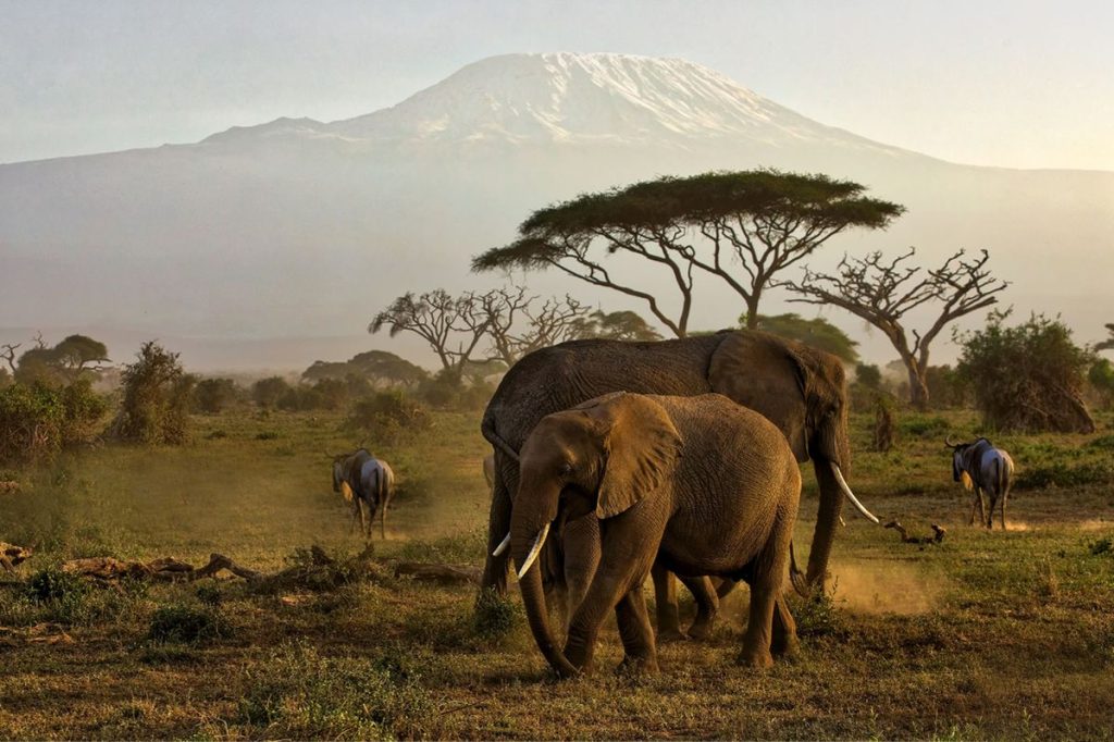 3 day Kenya wildlife safari from Mombasa to Amboseli