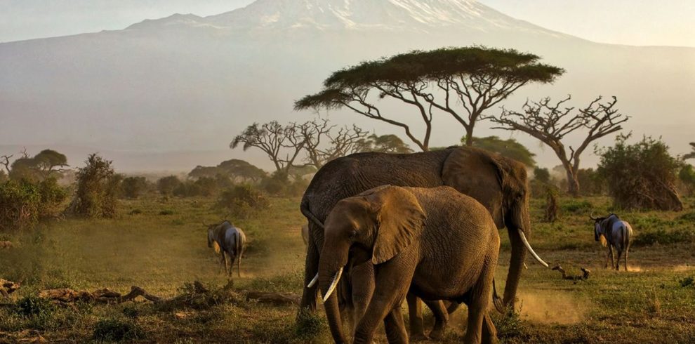 3 day Kenya wildlife safari from Mombasa to Amboseli