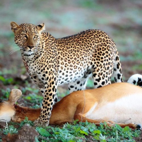 3 day wildlife safari from Mombasa to Tsavo and Taita Hills