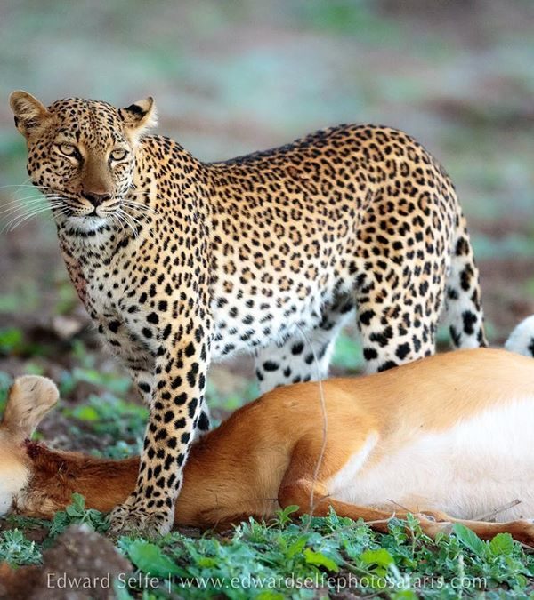 3 day wildlife safari from Mombasa to Tsavo and Taita Hills