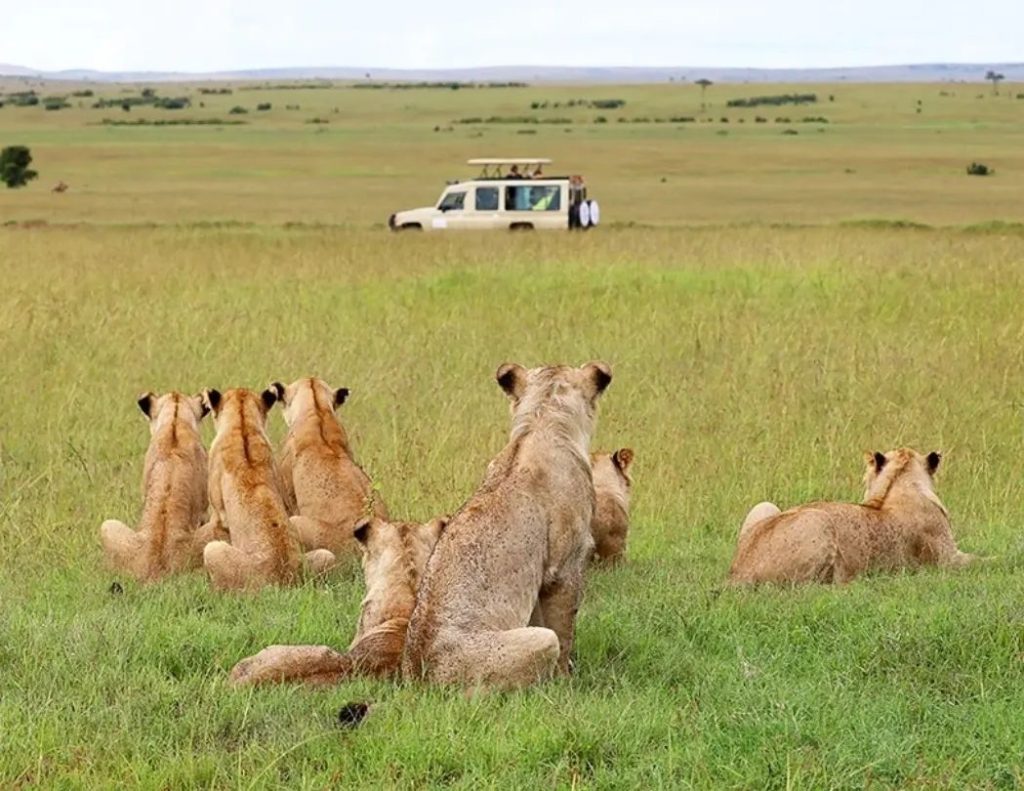 4 Day Masai Mara, Lake Nakuru & Lake Naivasha Safari From Nairobi