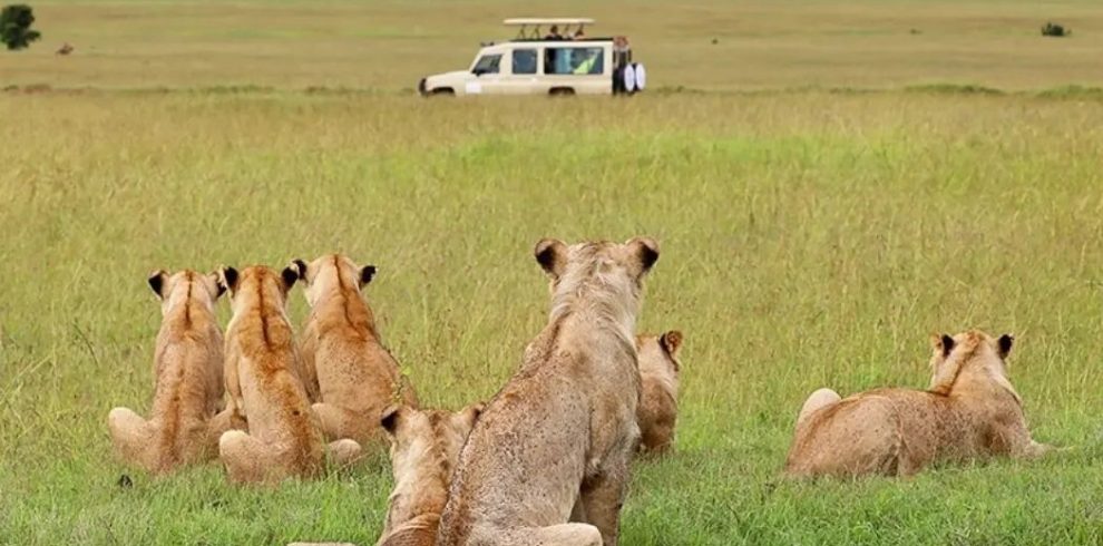 4 Day Masai Mara, Lake Nakuru & Lake Naivasha Safari From Nairobi