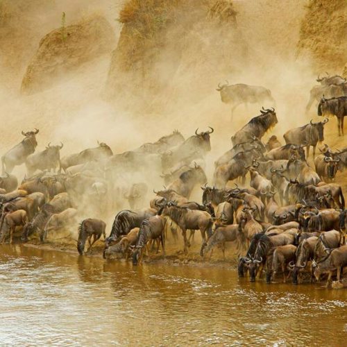 4 Day Masai Mara Wildebeest Migration Safari From Nairobi