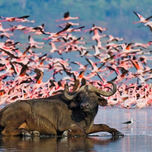 4 Day Masai Mara and Lake Nakuru Safari From Nairobi