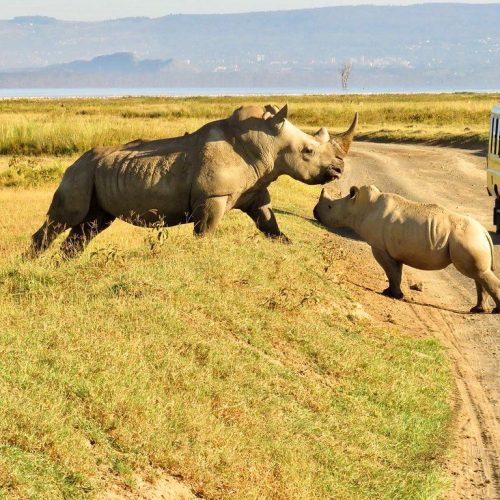 4 Day Ol Pejeta and Samburu Safari From Nairobi