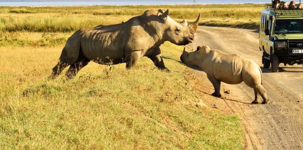 4 Day Ol Pejeta and Samburu Safari From Nairobi