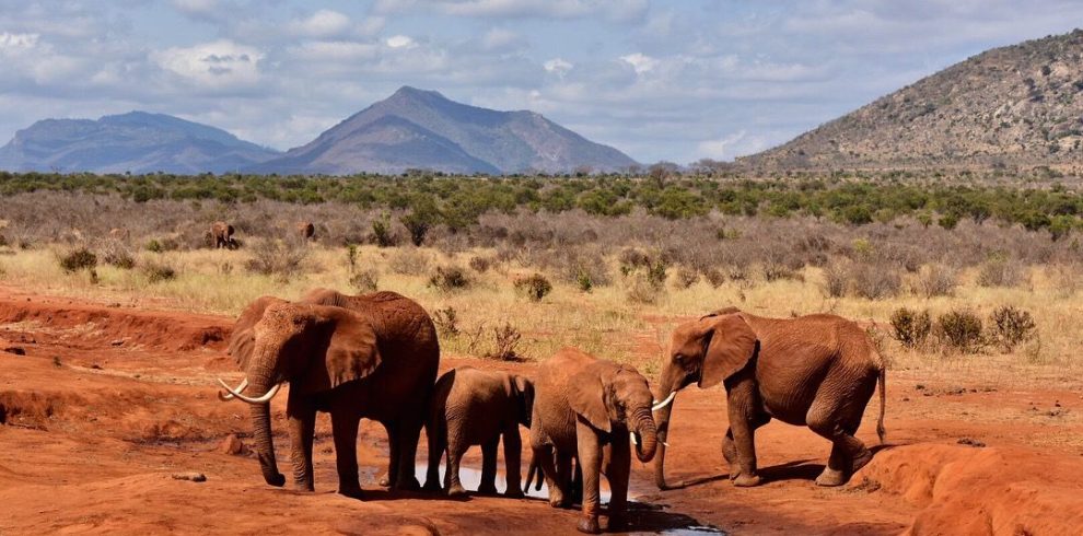 4 Day Tsavo East, Tsavo West & Amboseli Safari From Mombasa