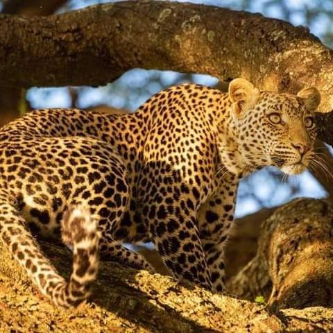 4 Day Tsavo East and Taita Hills Safari From Mombasa
