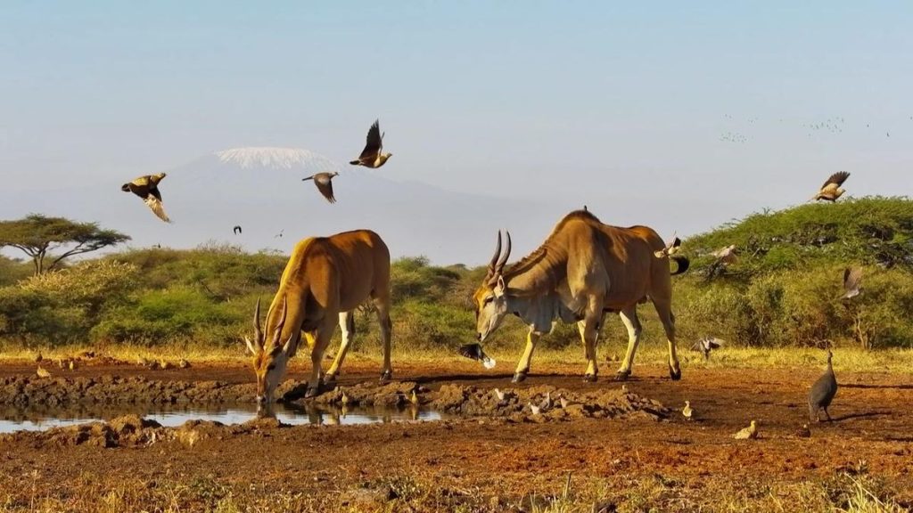 4 day Amboseli and Tsavo West safari from Nairobi