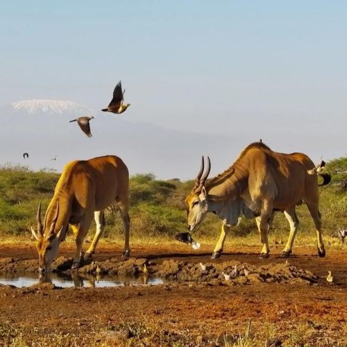 4 day Amboseli and Tsavo West safari from Nairobi