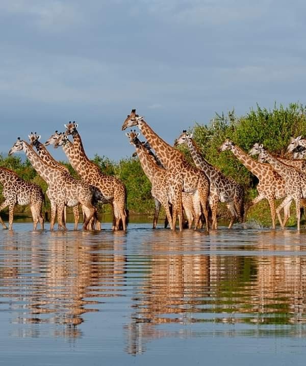 4 day Kenya safari from Nairobi to Masai Mara and Lake Nakuru