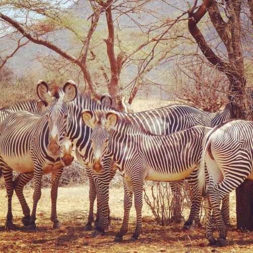 4 day Samburu and Ol Pejeta wildlife safari