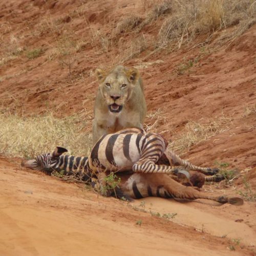 4 day Tsavo East Tsavo West Amboseli safari from Mombasa