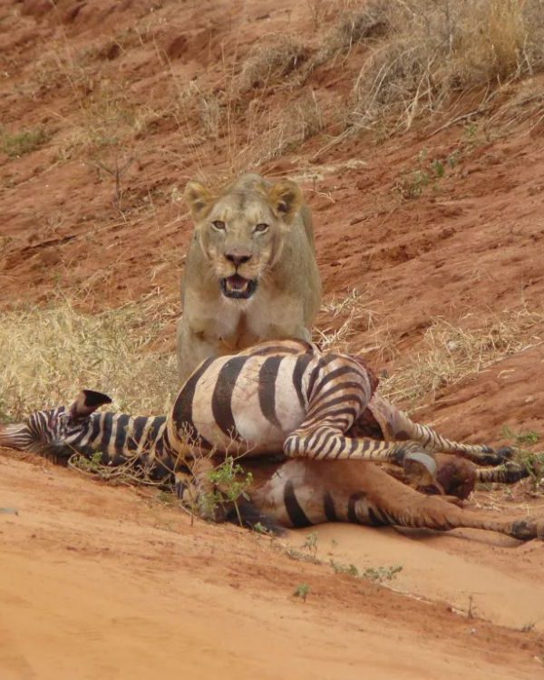 4 day Tsavo East Tsavo West Amboseli safari from Mombasa