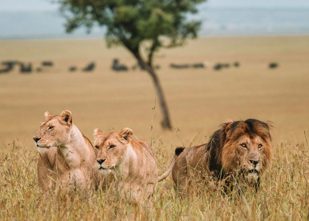 5 Day Masai Mara, Lake Naivasha & Amboseli Safari From Nairobi