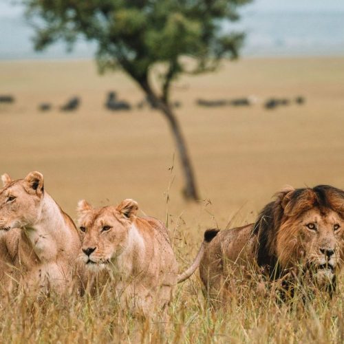 5 Day Masai Mara, Lake Naivasha & Amboseli Safari From Nairobi